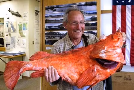 Con cá quân (rockfish) quý hiếm có trọng lượng hơn 17kg, được ông Henry Liebman đánh bắt ở ngoài bờ biển bang Alaska, Mỹ.