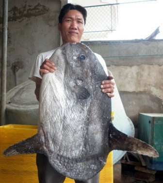 Một con cá mặt trăng, loài cá đặc biệt quý hiếm nằm trong sách đỏ Việt Nam đã mắc lưới ngư dân Hồ Văn Đoàn (trú tại xã Quỳnh Phương, huyện Quỳnh Lưu, Nghệ An). (Ảnh: Đất Việt).