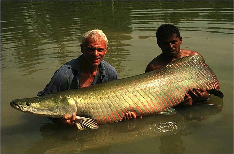 Cá Arapaima nặng 68 kg, được bắt tại hồ Rio Maderia, Brazil.