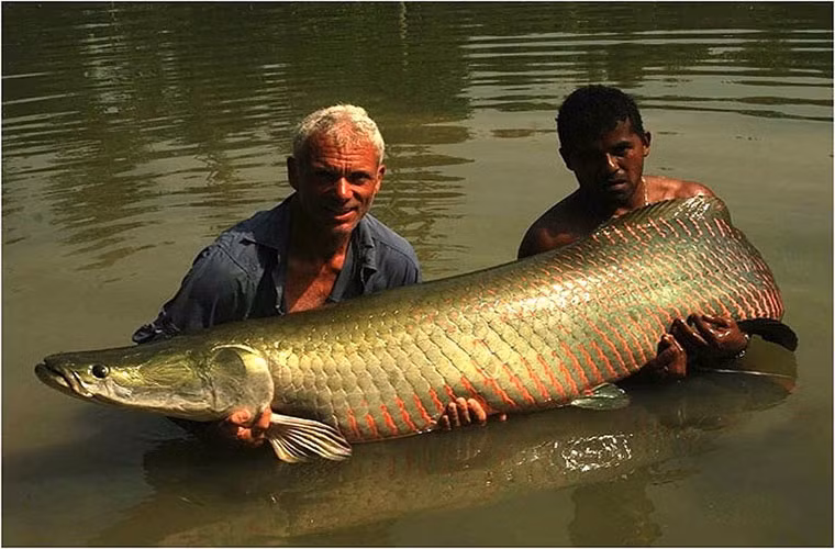 Cá Arapaima nặng 68 kg, được bắt tại hồ Rio Maderia, Brazil.