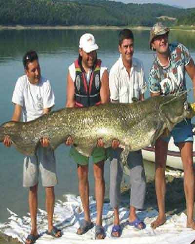 Không kém về độ "khủng", chú cá này nặng 112kg, dài 254 cm câu được ở Ficha, Bỉ.