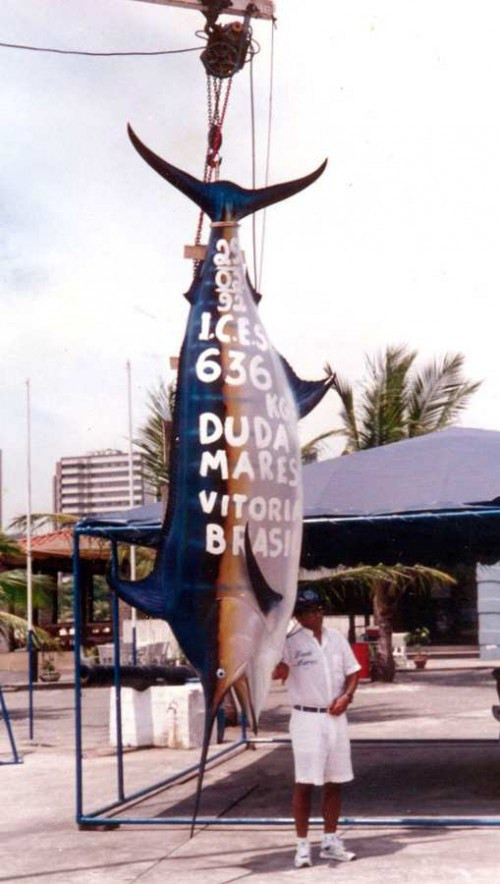 Cá cờ xanh Đại Tây Dương (Atlantic Blue Marlin) nặng 636 kg. Ngày 29/02/1992, sau 80 phút chiến đấu, Paulo Amorim đã đưa lên bờ con cá khổng lồ từ ngoài khơi Victoria, Brazil.