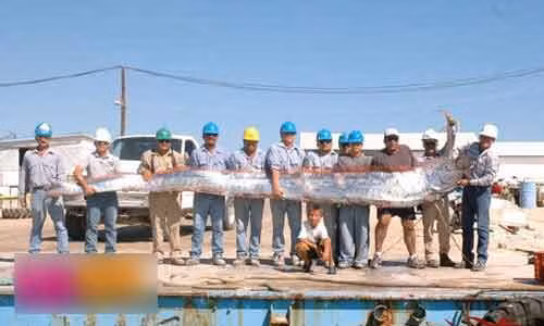 Con cá cực dài được bắt ở Australia.