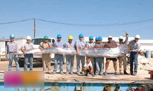 Con cá cực dài được bắt ở Australia.