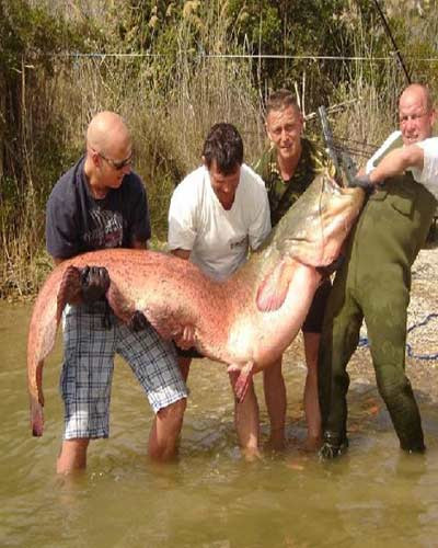 Chú cá có trọng lượng 110,5 kg, dài 237 cm do các cần thủ câu được ở đập Ribaroja, Anh.