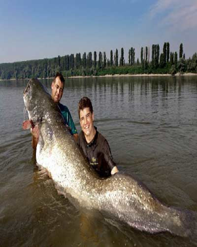 Các cần thủ đã câu được chú cá nặng 106 kg, dài 255 cm tại sông Po, Italy.