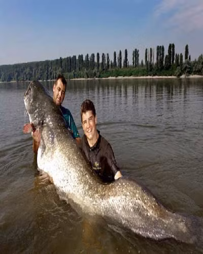 Các cần thủ đã câu được chú cá nặng 106 kg, dài 255 cm tại sông Po, Italy.