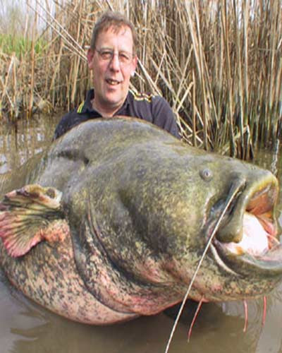 Chú cá này cắn câu ở Fiume Minecio, Italy.