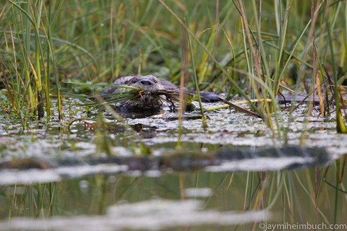Rái cá sông thường tự đào một cái hang gần mép nước của các sông, hồ, đầm lầy và bờ biển, tại những khu vực có địa hình bằng phẳng. Hang của chúng thường có rất nhiều ngóc ngách và cửa ra vào, một số cửa hang ở ngay dưới mép nước cho phép chúng ra vào giữa chỗ trú ẩn với địa điểm kiếm ăn một cách rất kín đáo.