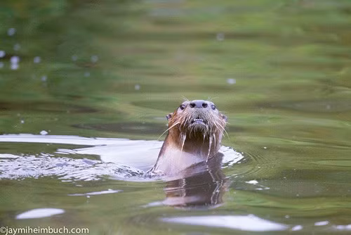 Rái cá sông có thể sử dụng râu để cảm nhận con mồi. Thính giác và khứu giác của chúng rất nhạy bén. Khi bắt được con mồi, rái cá sông sử dụng hàm răng mạnh mẽ và sắc nhọn để xử lý bữa ăn. Bộ răng nanh của chúng có thể cắn gây chết con mồi và răng hàm có thể nghiền nát xương và vỏ của các động vật thân mềm.