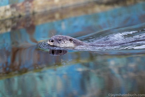 Mặc dù vậy, mối đe dọa lớn nhất đối với rái cá sông vẫn là con người. Rái cá sông có thể tử nạn do bị mắc bẫy, săn bắn, bị xe hơi đâm chúng, và vô tình bị mắc vào lưới đánh cá hoặc mồi câu của con người. Ngoài những nguyên nhân này, rái cá sông còn có nguy cơ bị tuyệt chủng ở một số khu vực do sự phá hủy môi trường sống và ô nhiễm. Các loài rái cá rất nhạy cảm với ô nhiễm, và sự biến mất của chúng khỏi khu vực sống là một dấu hiệu môi trường sống bị ô nhiễm.