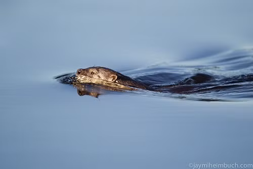Rái cá sông có khả năng bơi lội tuyệt vời. Chúng có thể lặn dưới nước trong gần 4 phút và bơi với vận tốc gần 11 km/h.