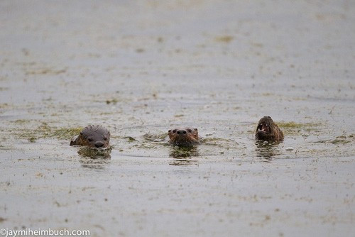 Loài này săn bắt mồi là những con cá nhỏ và động vật giáp xác dành cho bữa ăn sáng. Rái cá sông thường chọn một địa điểm cố định để nghỉ ngơi và sinh hoạt.