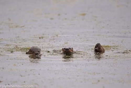 Loài này săn bắt mồi là những con cá nhỏ và động vật giáp xác dành cho bữa ăn sáng. Rái cá sông thường chọn một địa điểm cố định để nghỉ ngơi và sinh hoạt.