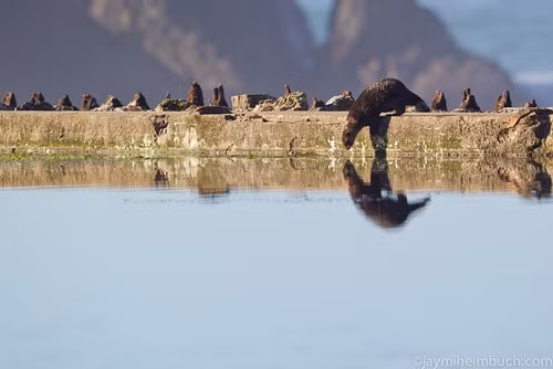 Dự án bảo tồn mang rái cá sông trở lại môi trường sống tự nhiên đang được thực hiện ở Mỹ và đã thu được những thành công nhất định. Sự xuất hiện của loài động vật này là một dấu hiệu cho thấy những nỗ lực bảo tồn để cải thiện môi trường sống ven sông trong những năm qua có thực sự hiệu quả hay không.