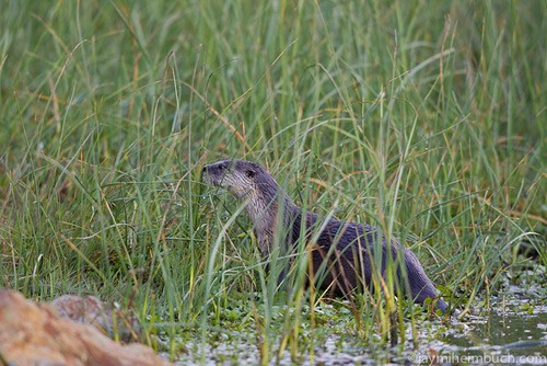 Rái cá sông Bắc Mỹ rất linh hoạt và nhanh nhẹn cả trên mặt đất lẫn dưới nước. Họ có thể đi bộ và chạy dễ dàng trên đất, thậm chí trong thảm thực vật. Ngoài ra, chúng cũng có thể di chuyển một cách nhanh chóng, dễ dàng trên bề mặt trơn như băng và bùn.