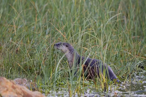 Rái cá sông Bắc Mỹ rất linh hoạt và nhanh nhẹn cả trên mặt đất lẫn dưới nước. Họ có thể đi bộ và chạy dễ dàng trên đất, thậm chí trong thảm thực vật. Ngoài ra, chúng cũng có thể di chuyển một cách nhanh chóng, dễ dàng trên bề mặt trơn như băng và bùn.
