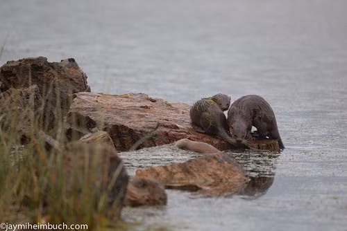Di chuyển, bơi lội nhanh nhẹn với hàm răng sắc nhọn, rái cá sông có rất ít kẻ thù tự nhiên khi chúng sống dưới nước. Tuy nhiên trên mặt đất, chúng phải cảnh giác với những kẻ săn mồi như mèo rừng, chó sói, sư tử núi, chó sói, gấu đen và cáo.