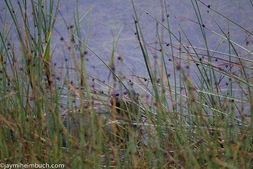 Rái cá sông vẫn đang dần bị tuyệt chủng bởi tấm da sang trọng của chúng, vì vậy, cần hướng tới phương pháp bảo tồn lâu dài.