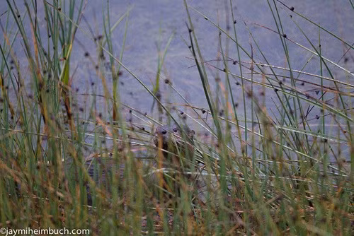 Rái cá sông vẫn đang dần bị tuyệt chủng bởi tấm da sang trọng của chúng, vì vậy, cần hướng tới phương pháp bảo tồn lâu dài.