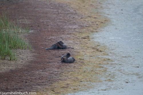 Rái cá sông là động vật bầy đàn, sống theo các nhóm gia đình thường gồm một mẹ và con cái. Ngoài ra, còn có thể có thêm"người giúp việc" là đứa con từ năm trước hoặc một con rái cá trưởng thành không liên quan. Con đực trưởng thành cũng sẽ hình thành các nhóm sống tập thể. Bức ảnh chụp một gia đình 4 con rái cá đang nằm trên bờ sông trước buổi bình minh.