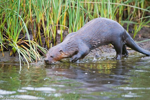 Không bị nhầm lẫn với rái cá biển hay hải ly bởi rái cá sông Bắc Mỹ có thân dài, dáng đẹp, chân có màng và vuốt…Chúng có thân dài như người anh em họ của mình là chồn và có một chiếc mũi đen đáng yêu lớn.