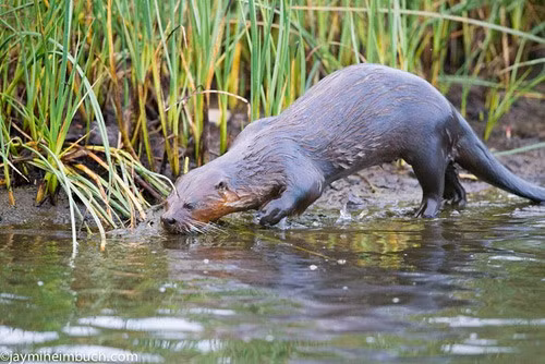 Không bị nhầm lẫn với rái cá biển hay hải ly bởi rái cá sông Bắc Mỹ có thân dài, dáng đẹp, chân có màng và vuốt…Chúng có thân dài như người anh em họ của mình là chồn và có một chiếc mũi đen đáng yêu lớn.