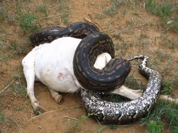 Con trăn đang nuốt con mồi.