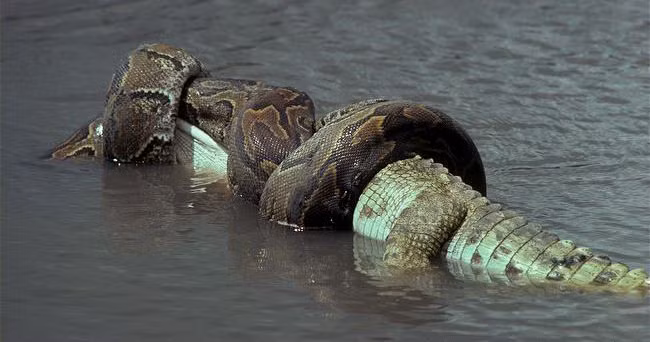 Ngay cả khi ở dưới nước, loài trăn cũng không tha con mồi lớn này.