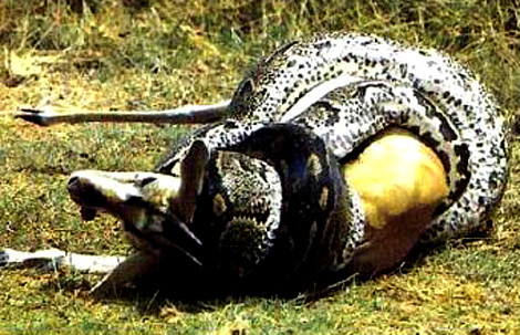 Thêm một nạn nhân của con trăn.