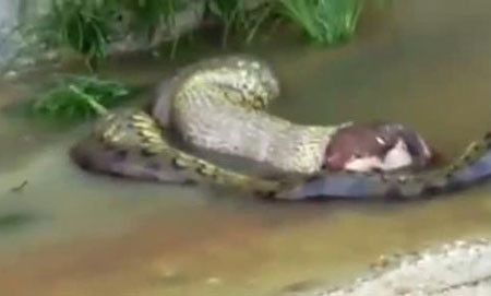 Sau khi nuốt con mồi khổng lồ vào bụng, một con trăn ở rừng nhiệt đới Brazil đã quyết định nôn bữa ăn ngược trở ra.