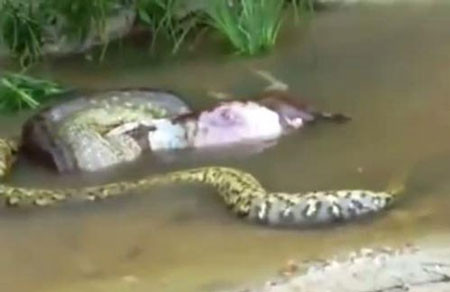 Người đăng tải đoạn video về con trăn chú thích: Con mồi là một con bò thiếu may mắn, nhưng nhiều người bình luận lại cho rằng đó là một con chuột lang Nam Mỹ cỡ bự với trọng lượng khoảng 66 kg. Cư dân mạng cho rằng chuột lang vốn là món ăn khoái khẩu của loài trăn ở đây.