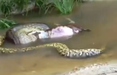 Người đăng tải đoạn video về con trăn chú thích: Con mồi là một con bò thiếu may mắn, nhưng nhiều người bình luận lại cho rằng đó là một con chuột lang Nam Mỹ cỡ bự với trọng lượng khoảng 66 kg. Cư dân mạng cho rằng chuột lang vốn là món ăn khoái khẩu của loài trăn ở đây.