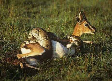 Con mồi ngậm ngùi chờ chết trong lòng chú trăn "khủng".