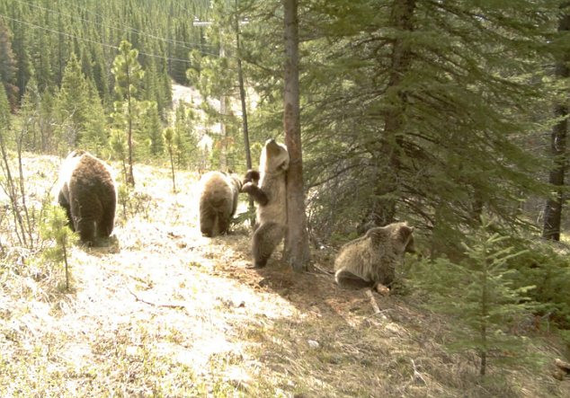 Chú gấu này "múa" như một vũ nữ...