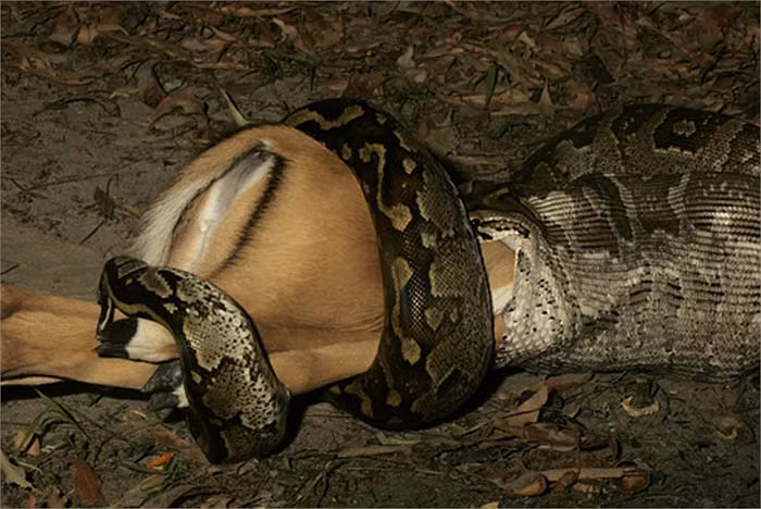 Ngay cả những con mồi có kích thước lớn hơn con trăn nhiều cũng bị "xơi tái".