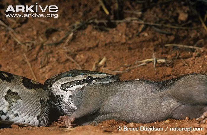 Chuột cũng là một trong những con mồi bị trăn săn đón.