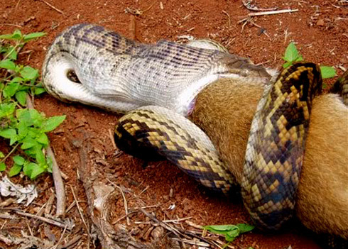 Nó từ từ nuốt con mồi.