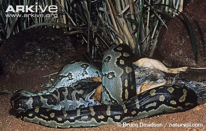 Con mồi bị "hạ gục" bởi sự khỏe mạnh của con trăn.