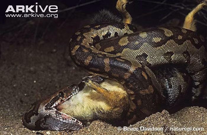 So với những con mồi lớn thì chuột bị trăn nuốt khá dễ dàng và nhanh bởi chúng có kích cỡ nhỏ.