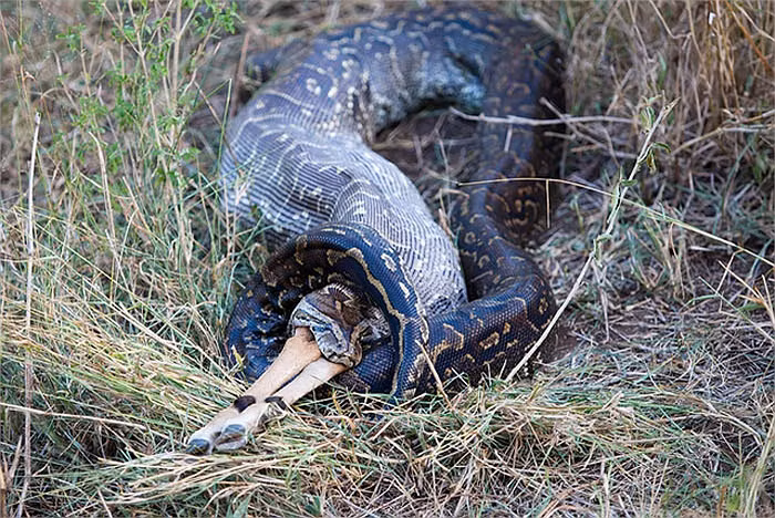 Những con mồi lớn như hươu, nai, linh dương, kaguru...là những bữa ăn quen thuộc của loài trăn khổng lồ.
