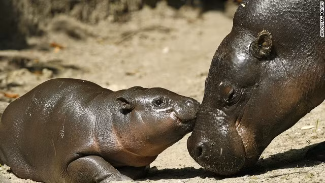 Hà mã lùn là một loài động vật có vú lớn, có nguồn gốc từ các khu rừng và đầm lầy ở phía Tây châu Phi. Về cơ bản, chúng cũng có cấu tạo cơ thể giống như hình thức chung của họ hàng hà mã. Hà mã lùn trưởng thành có chiều cao khi đứng từ 75 - 83cm tính ở vai, chiều dài cơ thể là 150 - 177 cm và cân nặng khoảng từ 180 - 275 kg.