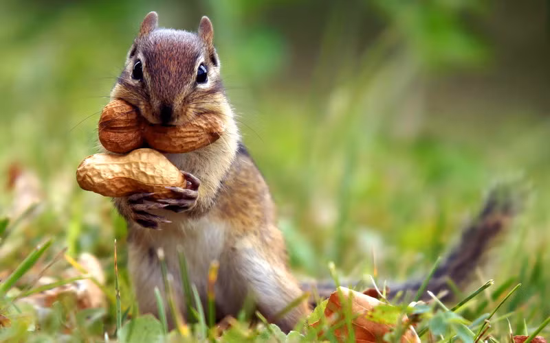 Sóc con "tham lam" ôm thực phẩm về tổ.