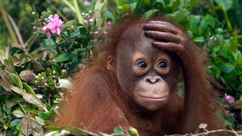 Chú khỉ có vẻ như đang mải nghĩ ngợi điều gì đó.