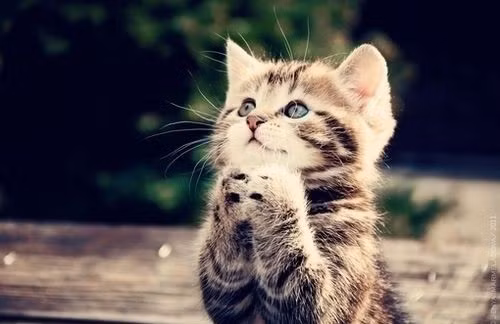 Mèo con đáng yêu đang "cầu nguyện".