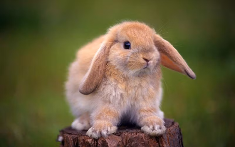 Thỏ con đáng thương đang ngơ ngác tìm mẹ.