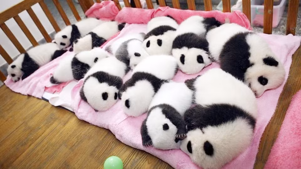 Bầy gấu trúc con ngủ ngon lành.