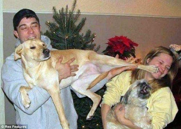 Con chó không ngần ngại "tung chưởng" đá vào mặt quý cô.