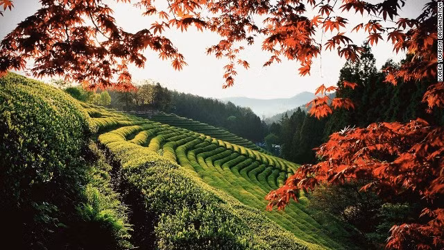Cánh đồng chè Boseong của Hàn Quốc - bối cảnh quen thuộc trong nhiều bộ phim truyền hình Hàn Quốc.