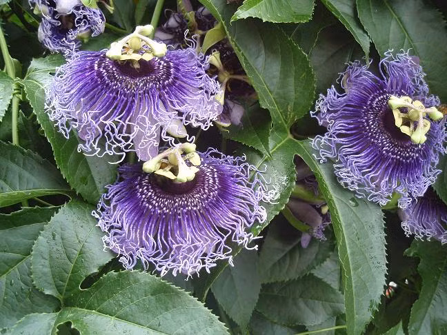 Hoa Passion có cấu trúc độc đáo thích nghi hoàn toàn với việc thu hút nhiều côn trùng tới thụ phấn thuộc họ Passifioraceae (Chanh leo) được tìm thấy trên toàn thế giới trừ châu Âu, châu Phi và Nam cực. Tùy theo mỗi loài mà có hoa có bán kính lớn nhỏ khác nhau từ 3-5 cm đến 5-20 cm với đủ màu sắc tím, trắng, đỏ và được trang điểm với những tua dài tỏa ra xung quanh.